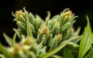 definition of CBD flower