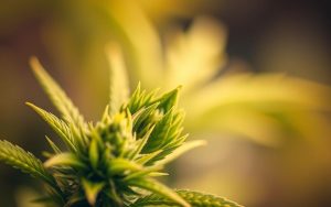 CBD Non-Psychoactive Cannabinoid