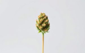 Zero THC CBD Flower Research