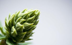 is there cbd flower with 0 thc
