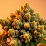 Cannatonic CBD Flower