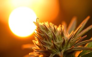 Effects and Benefits of Hemp Flower